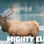 Majestic elk standing in the wild with towering antlers